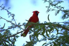 DSC0074-2